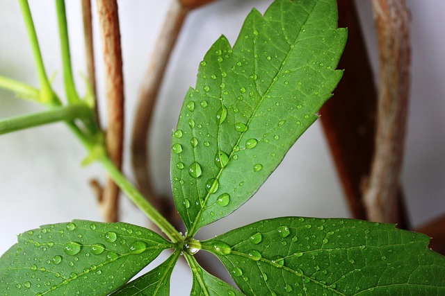 Free Leaf Drops photo and picture