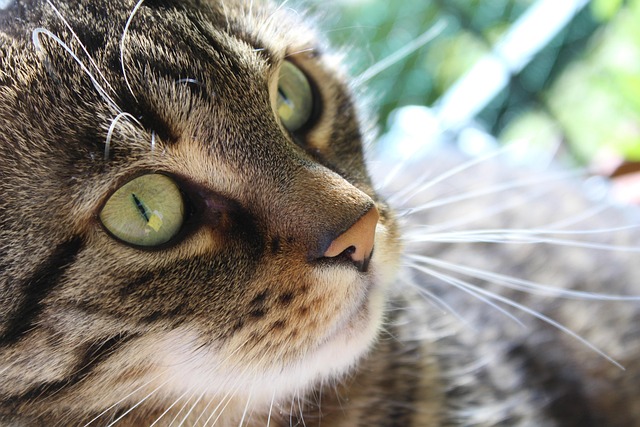 Free Cat Puss photo and picture