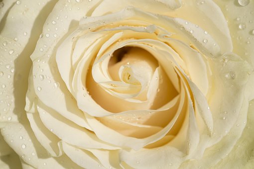 Free Roses Flowers photo and picture