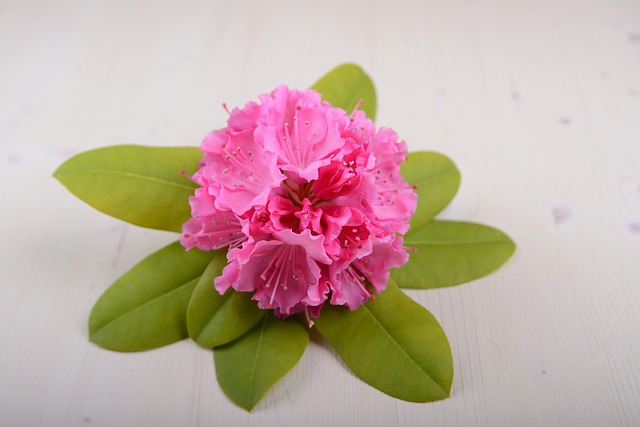 Free Hibiscus Flower Flower photo and picture