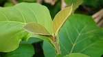 green, leaf, nature