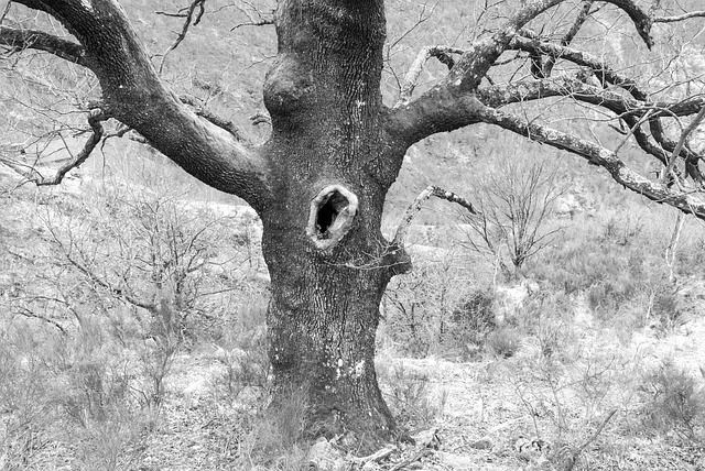 Tessin, Maggiatal, Baum, Loch