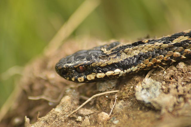 Free Adder Snake photo and picture