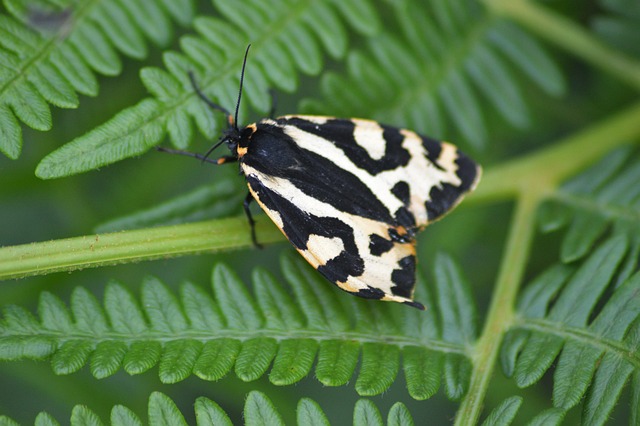 Free Wood Tiger Moth photo and picture