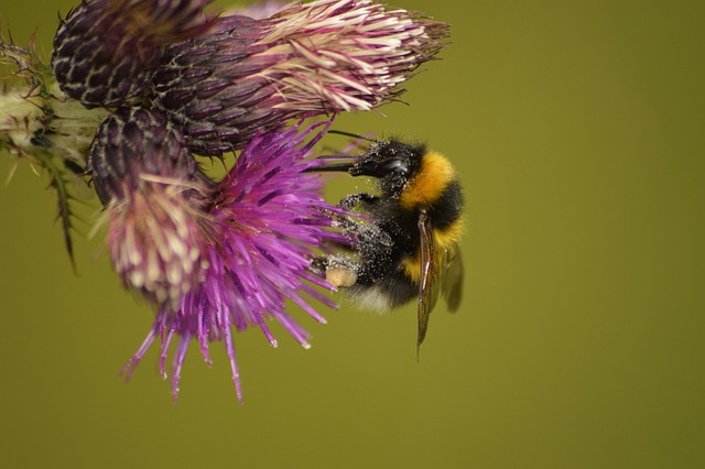Free Bumblebee Nature photo and picture
