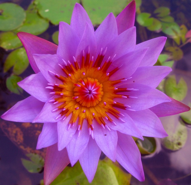 Flower Jamaica Purple Free photo on Pixabay