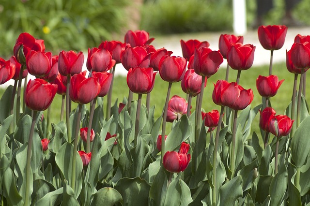 Lalea, Floare, Red, Frunze