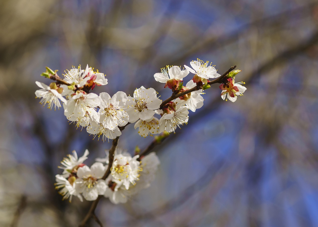 Spring Apricot Tree - Free photo on Pixabay - Pixabay