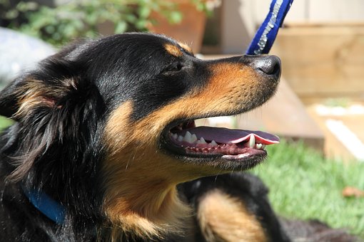 Free Border Collie Friend photo and picture