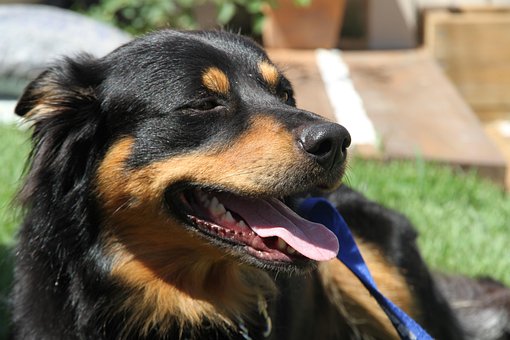 Free Border Collie Dog photo and picture
