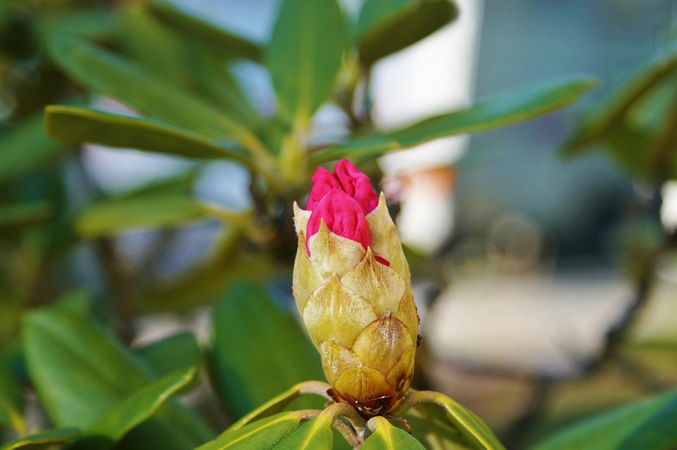 Rhododendron Arbuste Fleur - Photo gratuite sur Pixabay - Pixabay