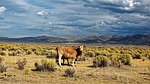 nevada, usa, ione