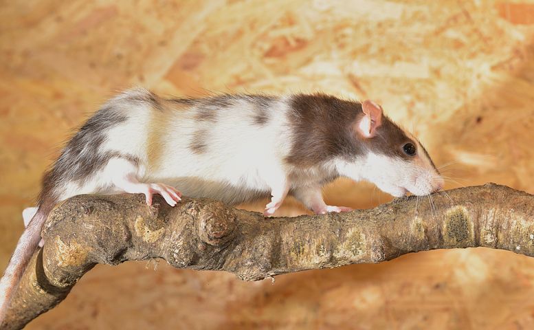 Ratten Wit 60+ Free Weiße Ratten & Rat Images - Pixabay