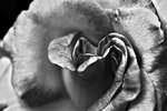 black and white, rose, flower