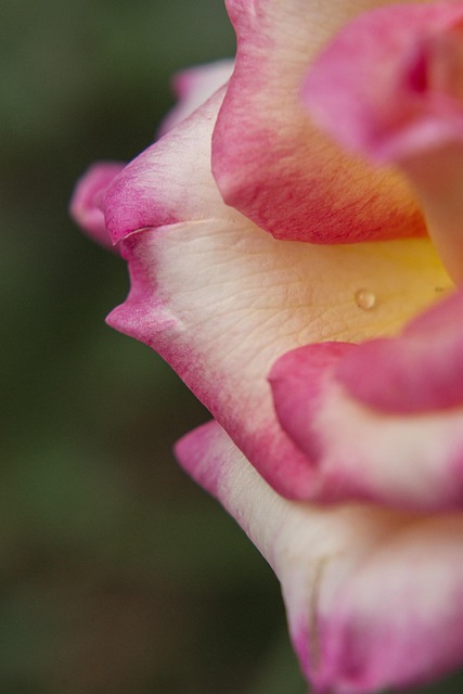 Flower Pink Herb - Free photo on Pixabay - Pixabay
