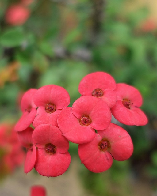 Natur, Gartenblume, Feder, Makro