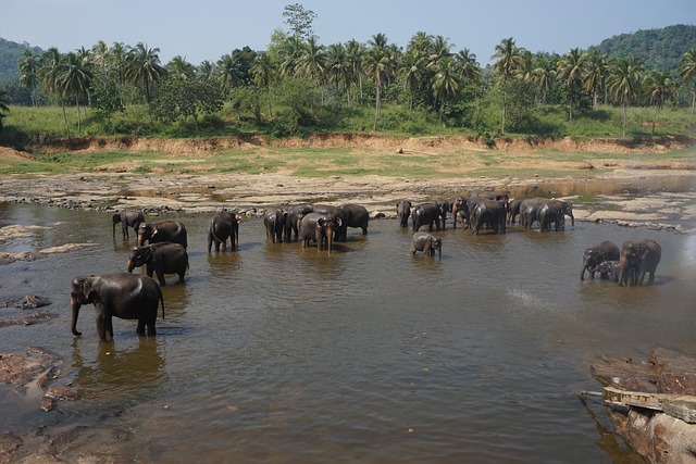Elefante, Baño, Río, Animal, Mamífero