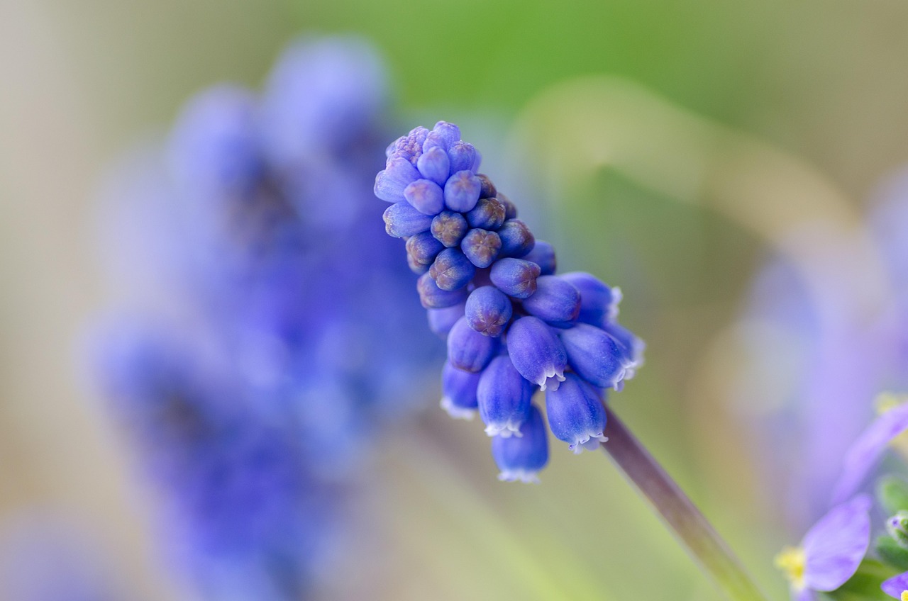Spring Nature Flower Free photo on Pixabay Pixabay