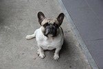 dog, animal, cute