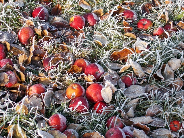 Free Frost Winter photo and picture