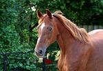 horse, whole blood, fuchs