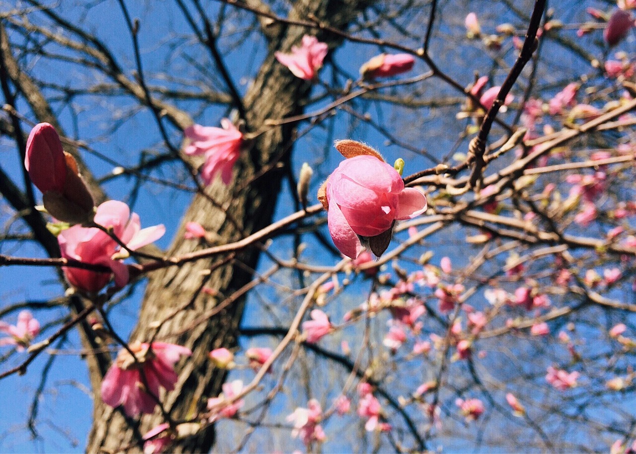 Spring Bloom Flower Free photo on Pixabay Pixabay