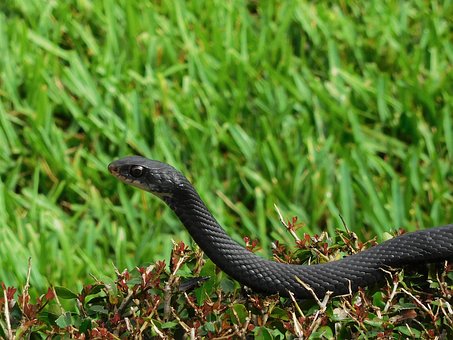 Free Snake Reptile photo and picture