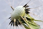 dandelion, blossom, bloom