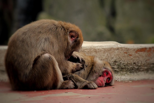 Free Monkey Zoo photo and picture