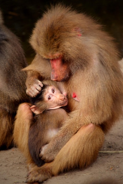 Free Monkey Baby photo and picture