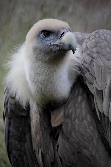 Vulture Feathers Bird - Free photo on Pixabay - Pixabay