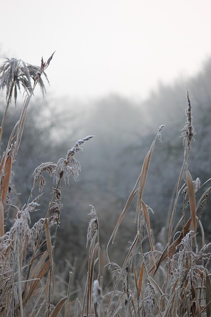Free Nature Reed photo and picture