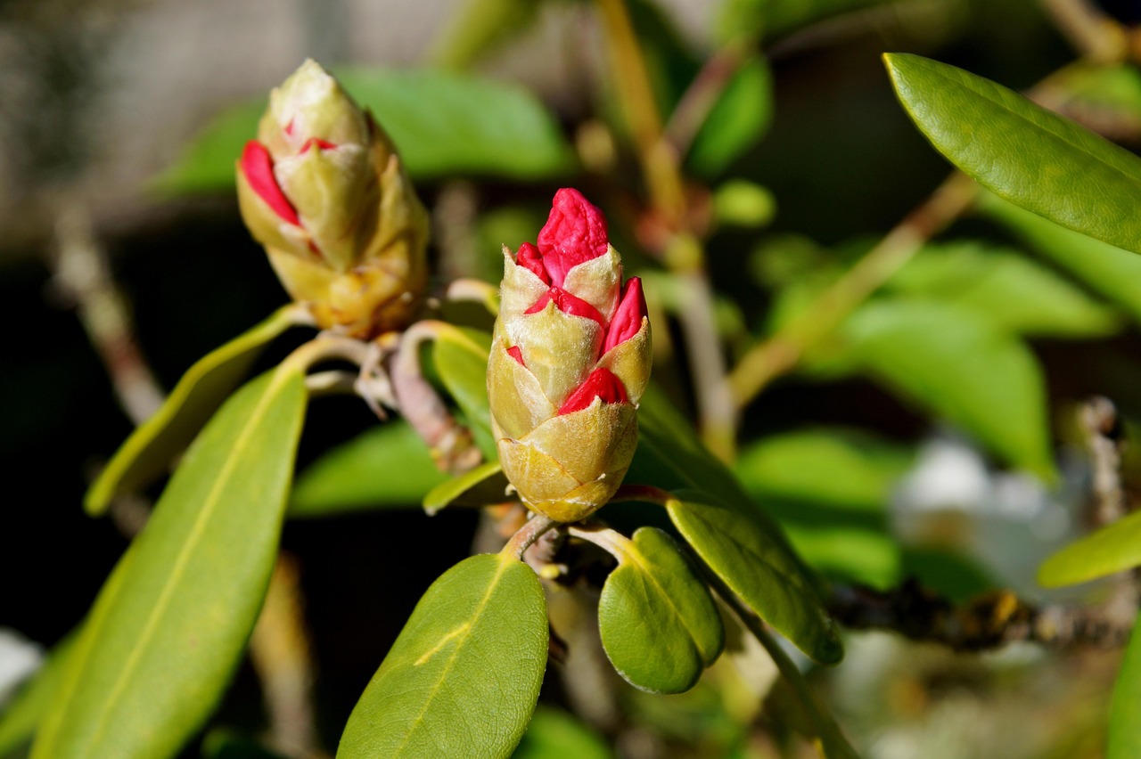 Rhododendron Arbuste Fleur - Photo gratuite sur Pixabay - Pixabay