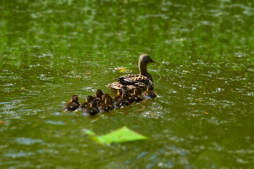 Lago, Agua, Pato, Naturaleza