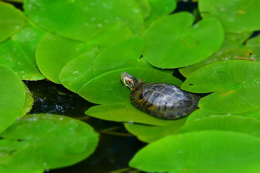 Tortuga, Follaje, Agua, Naturaleza