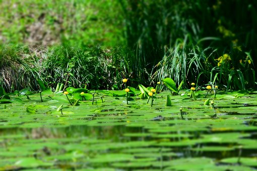 Amarillo Lirio De Agua, Verde, Agua
