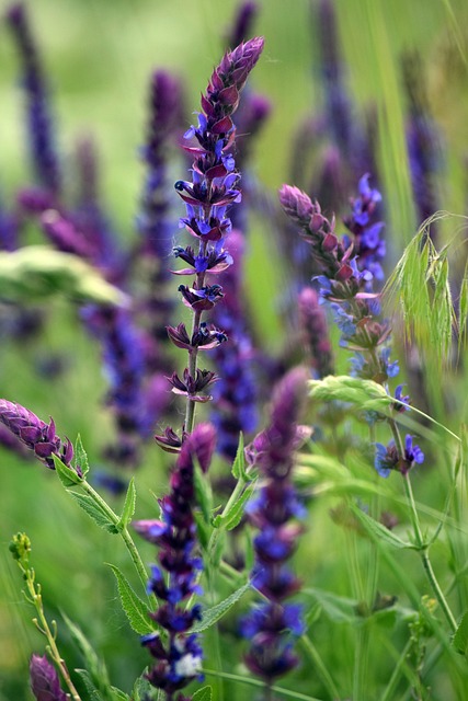 Naturaleza, Púrpura, Azul, Lavanda