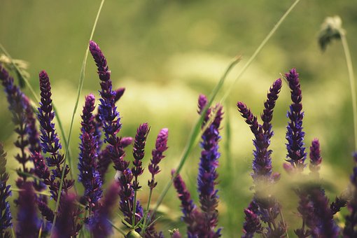 Naturaleza, Púrpura, Azul, Lavanda