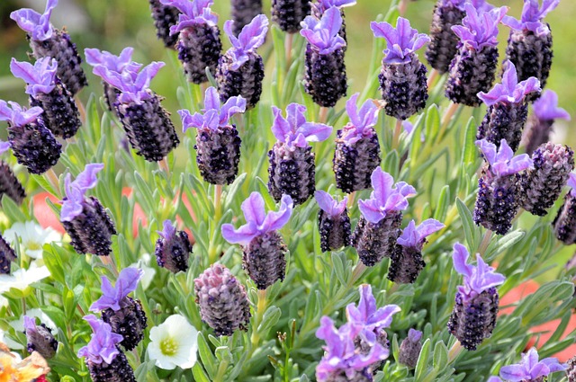 Free Flower Lavender photo and picture