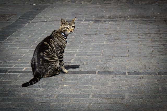 Free Animal Cat photo and picture