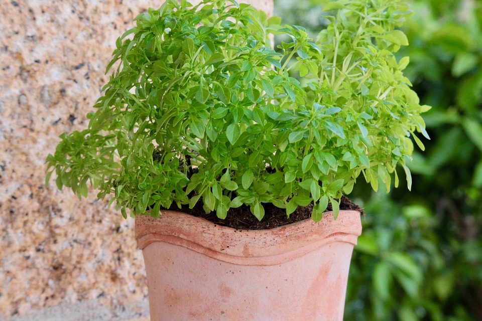 Free photo: Basil, Greek Basil, Mediterranean - Free Image on Pixabay