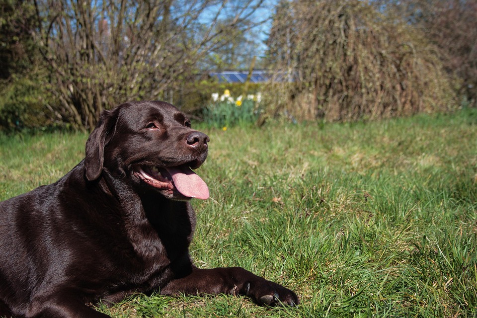 Perro, Labrador Retriver, Labrador, Perro Perdiguero