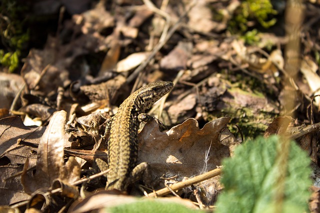 Free Exe Lizard photo and picture