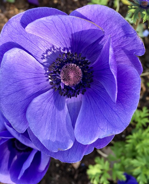 Free Flower Plant photo and picture