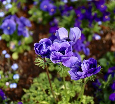 Free Flowers Perennials photo and picture