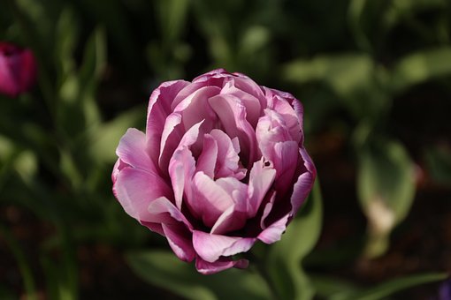 Free Flower Tulip photo and picture