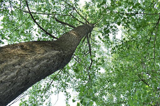 Free Green Leaf Forest photo and picture