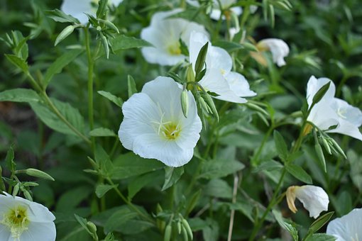 Free Flowers White Flower photo and picture