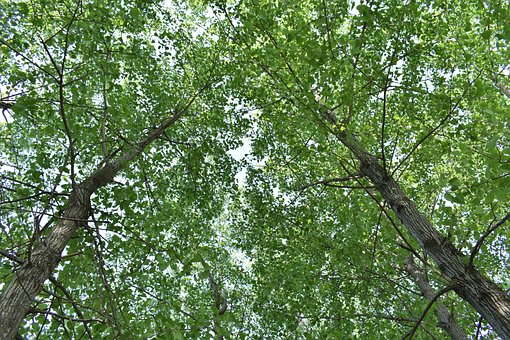Free Forest Green Plants photo and picture