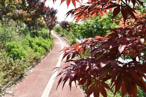 Free Athletic Track Red Leaves photo and picture
